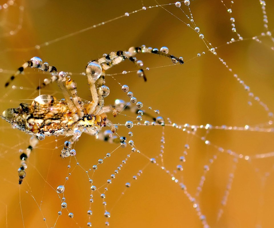 Обои роса, капли, паук, паутина, rosa, drops, spider, web разрешение 1920x1200 Загрузить