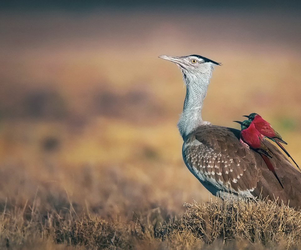 Обои птицы, клюв, перья, щурка, дрофа, birds, beak, feathers, schurka, bustard разрешение 2048x1215 Загрузить