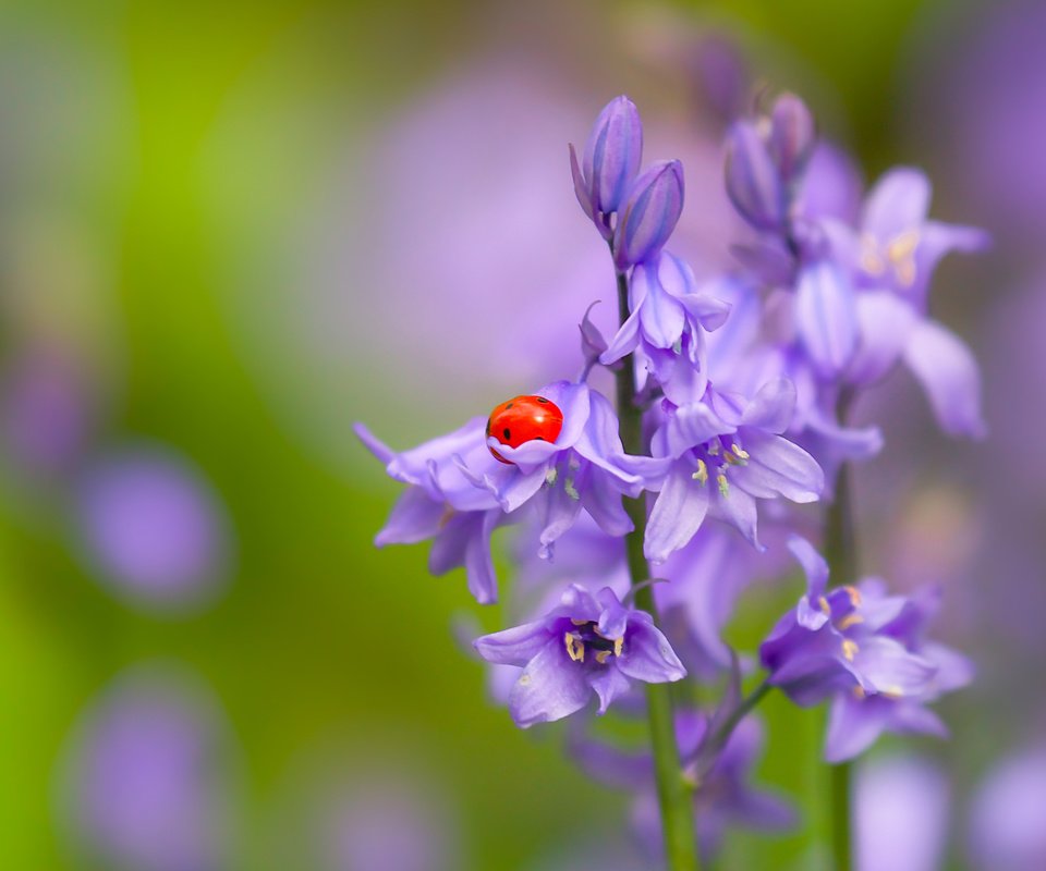 Обои цветы, природа, макро, насекомое, божья коровка, колокольчики, боке, flowers, nature, macro, insect, ladybug, bells, bokeh разрешение 2400x1623 Загрузить