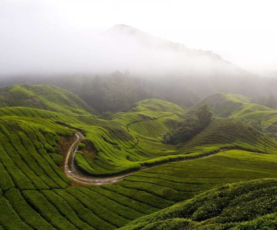 Обои трава, горы, холмы, природа, туман, малайзия, камерон-хайлендс, grass, mountains, hills, nature, fog, malaysia, cameron highlands разрешение 1920x1200 Загрузить