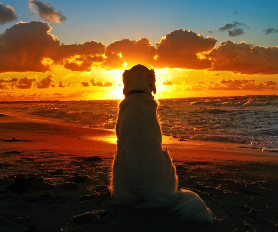 Обои закат, море, пляж, собака, одиночество, лабрадор, ретривер, золотистый ретривер, sunset, sea, beach, dog, loneliness, labrador, retriever, golden retriever разрешение 2560x1600 Загрузить