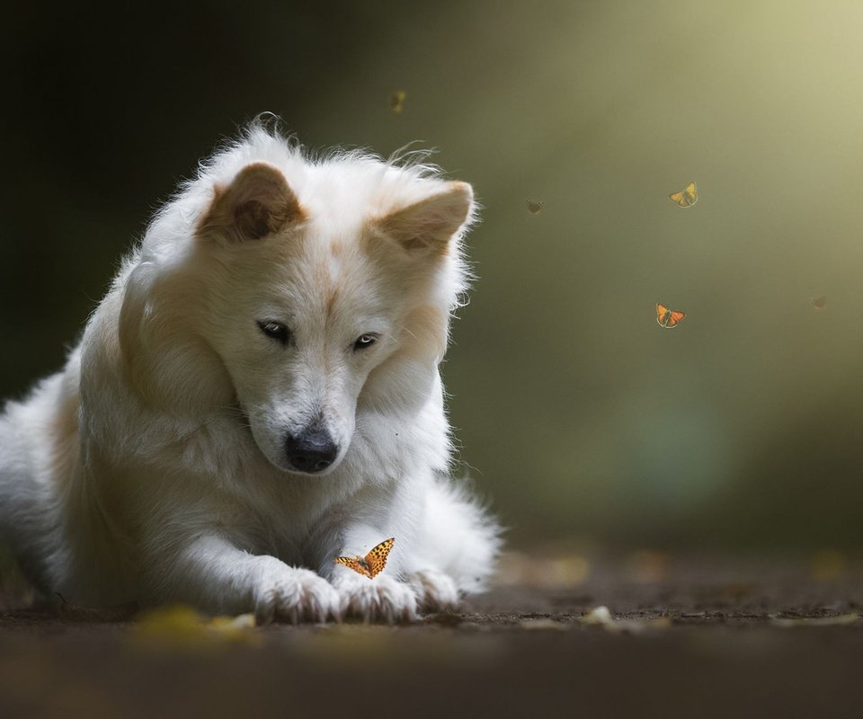 Обои свет, природа, собака, бабочки, животное, пес, birgit chytracek, light, nature, dog, butterfly, animal разрешение 2000x1125 Загрузить