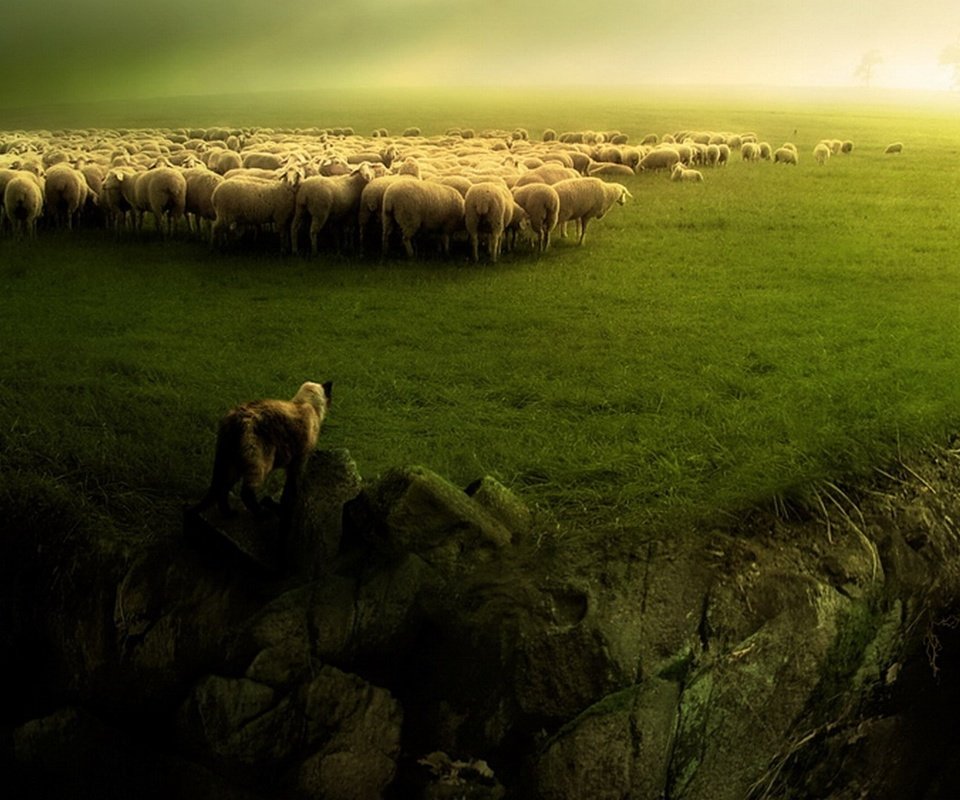 Обои зелень, пейзаж, собака, овцы, стадо, пастух, бараны, greens, landscape, dog, sheep, the herd, shepherd разрешение 1920x1080 Загрузить
