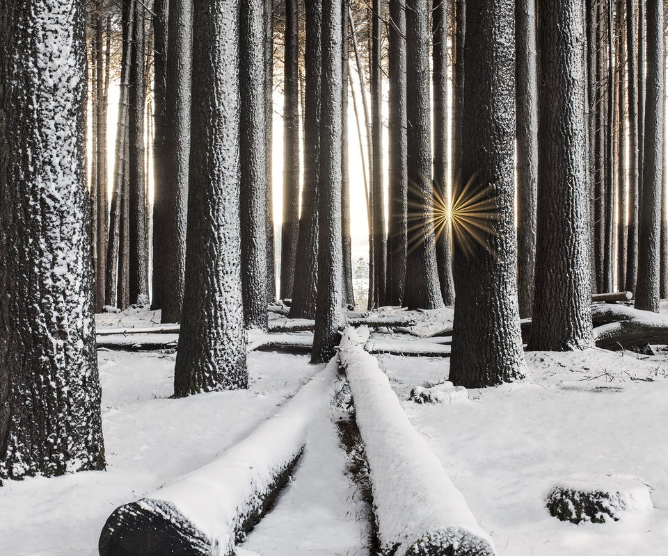 Обои деревья, снег, лес, зима, лучи солнца, стволы, trees, snow, forest, winter, the rays of the sun, trunks разрешение 2000x1335 Загрузить