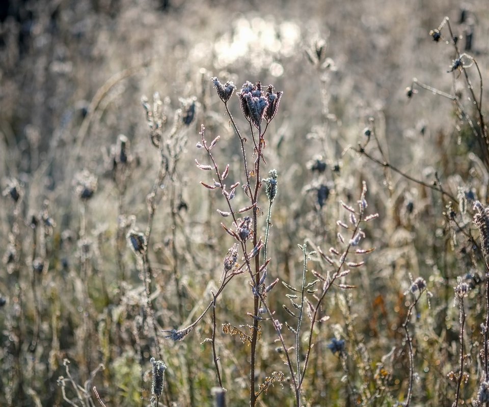 Обои цветы, трава, природа, растения, сухие, flowers, grass, nature, plants, dry разрешение 4896x3264 Загрузить