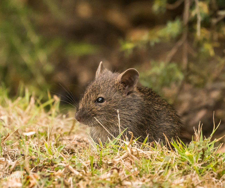 Обои трава, природа, мышь, животное, мышка, grass, nature, mouse, animal разрешение 2364x1576 Загрузить