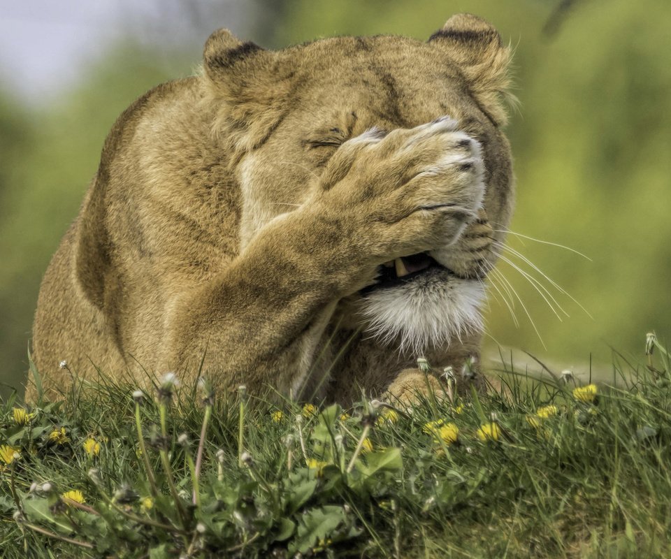 Обои цветы, трава, хищник, одуванчики, лев, лапа, львица, flowers, grass, predator, dandelions, leo, paw, lioness разрешение 2823x2556 Загрузить