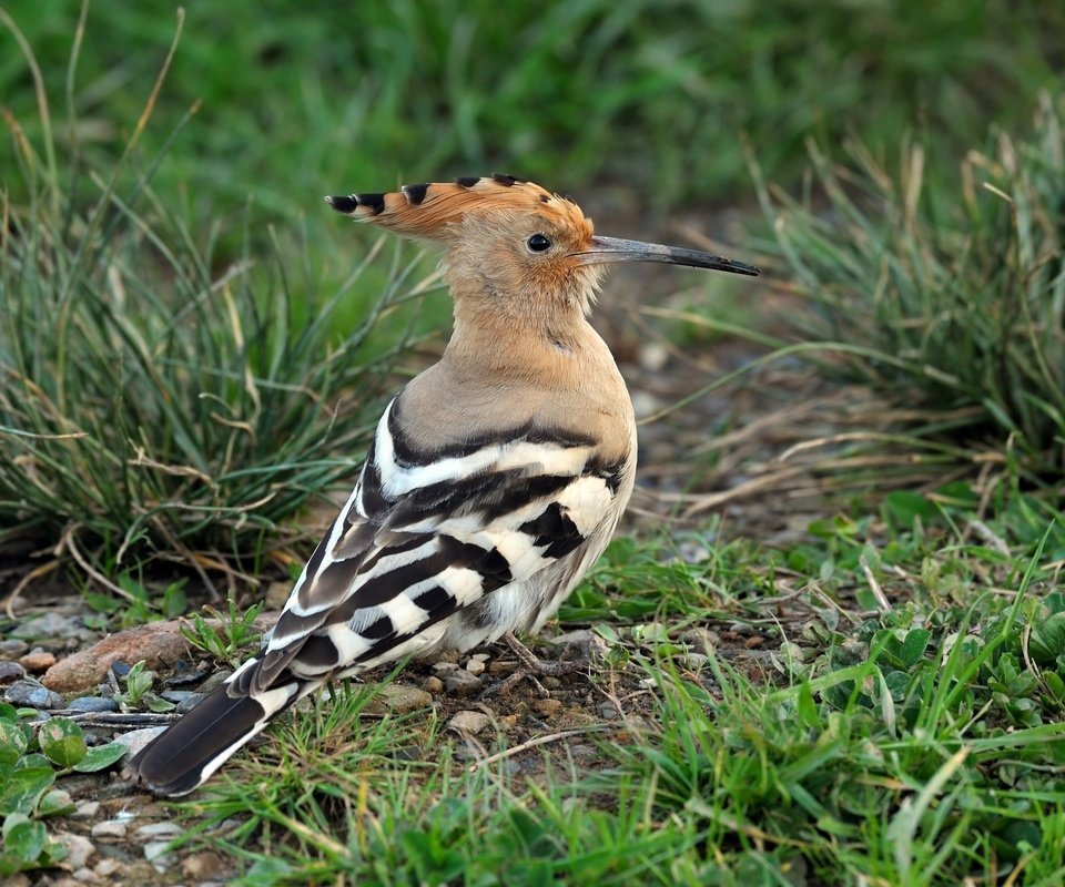 Обои трава, животные, птицы, клюв, перья, удод, grass, animals, birds, beak, feathers, hoopoe разрешение 2048x1363 Загрузить