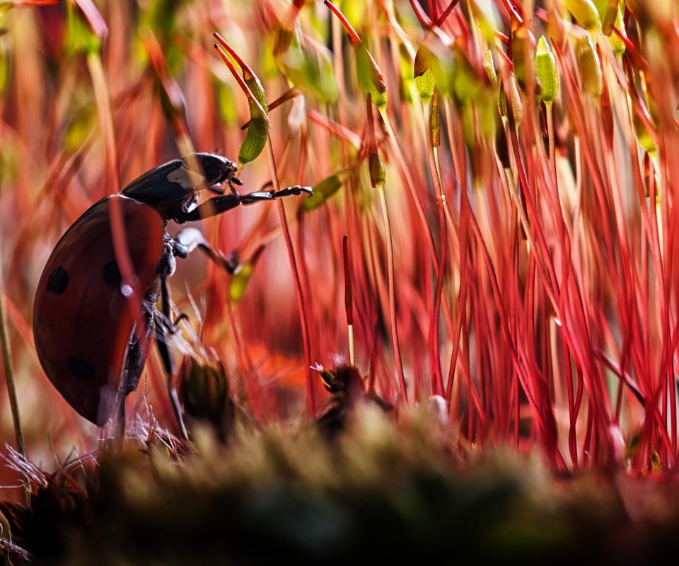 Обои растения, жук, макро, насекомое, божья коровка, мох, plants, beetle, macro, insect, ladybug, moss разрешение 1920x1300 Загрузить