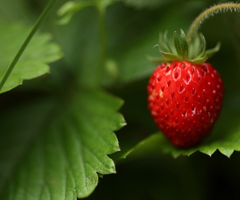 Обои трава, природа, лес, листья, макро, лето, ягода, земляника, grass, nature, forest, leaves, macro, summer, berry, strawberries разрешение 1920x1200 Загрузить