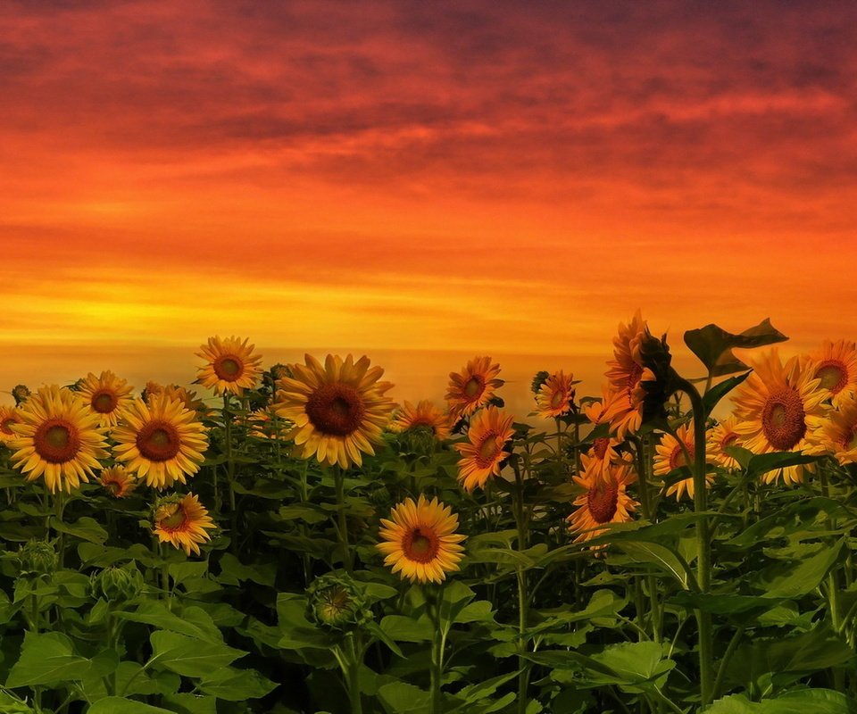 Обои природа, закат, подсолнух, подсолнухи, желтые цветы, nature, sunset, sunflower, sunflowers, yellow flowers разрешение 1920x1080 Загрузить