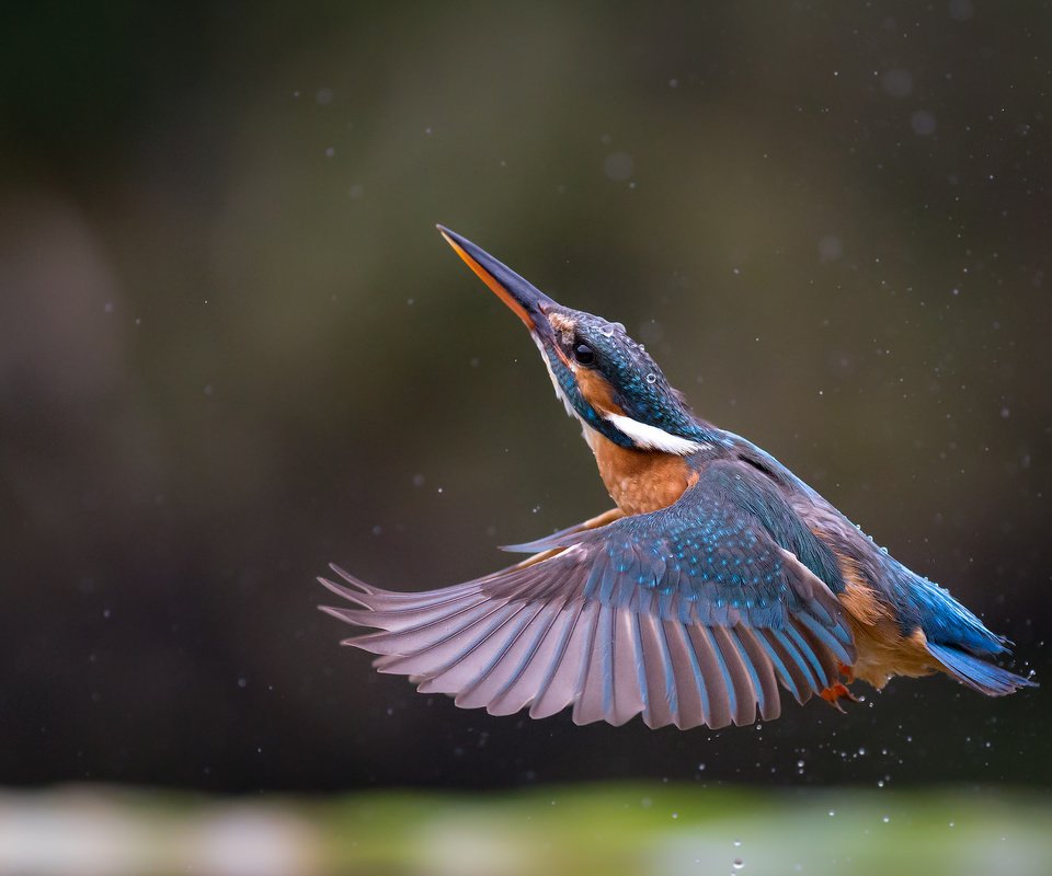 Обои полет, крылья, птица, клюв, перья, зимородок, flight, wings, bird, beak, feathers, kingfisher разрешение 2048x1366 Загрузить