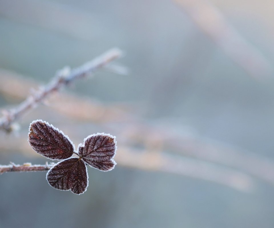 Обои листья, ветки, мороз, иней, боке, leaves, branches, frost, bokeh разрешение 2048x1536 Загрузить