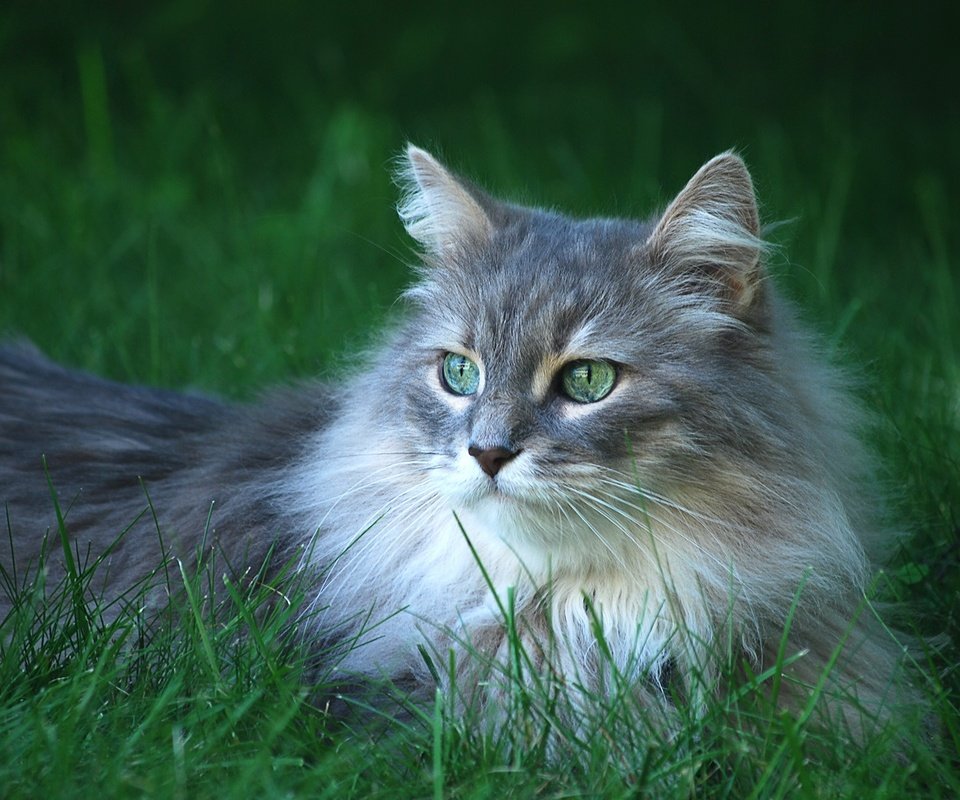 Обои трава, кот, мордочка, усы, кошка, взгляд, grass, cat, muzzle, mustache, look разрешение 1920x1200 Загрузить