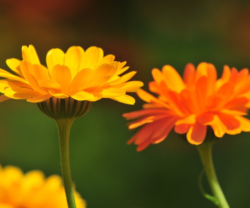 Обои цветы, лепестки, стебли, календула, flowers, petals, stems, calendula разрешение 4288x2848 Загрузить