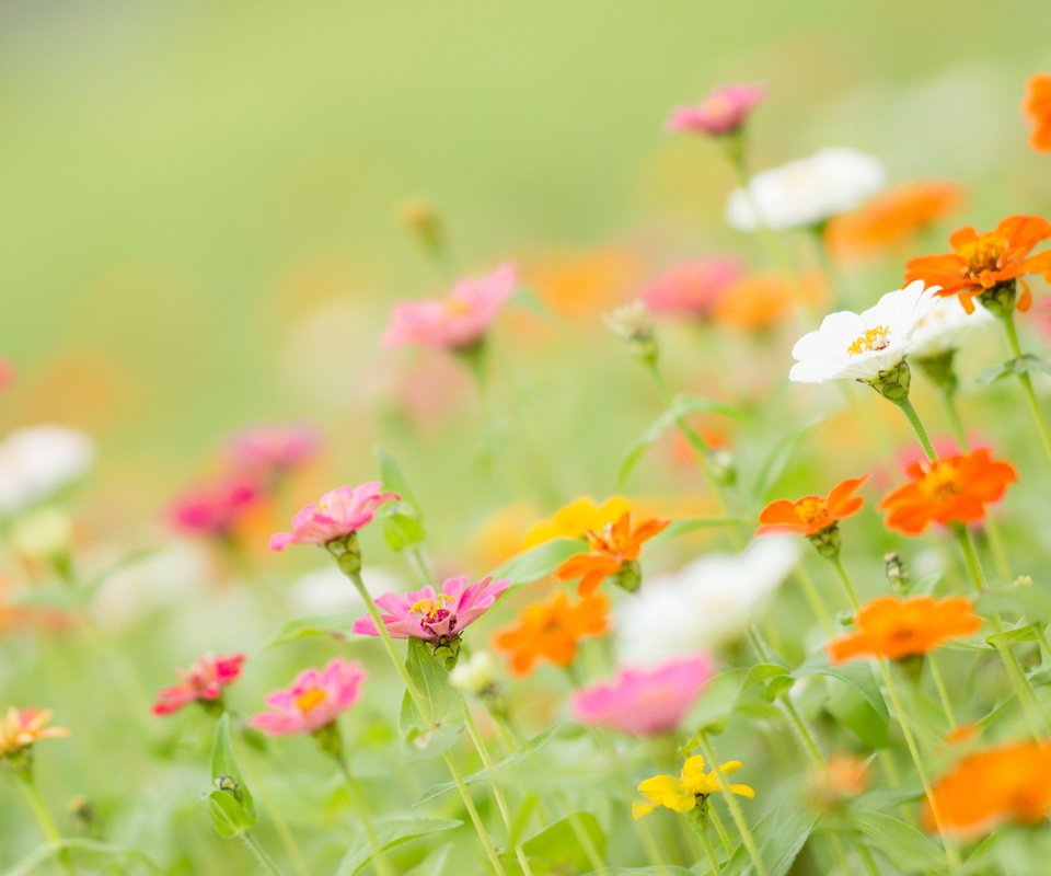 Обои цветы, лепестки, стебли, циния, цинии, flowers, petals, stems, tsiniya, zinnia разрешение 1920x1200 Загрузить