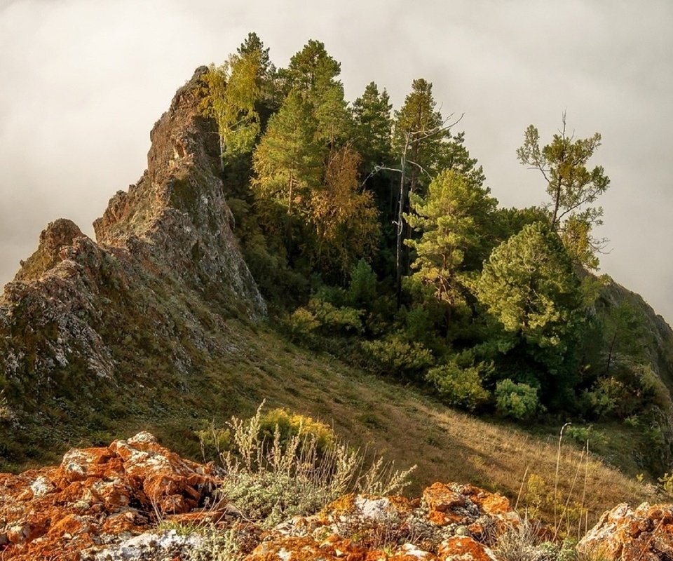 Обои деревья, горы, склон, горный хребет, хребет, марина фомина, trees, mountains, slope, mountain range, ridge, marina fomina разрешение 1920x1213 Загрузить