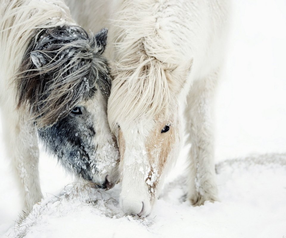 Обои лошадь, снег, природа, кони, horse, snow, nature, horses разрешение 1920x1200 Загрузить