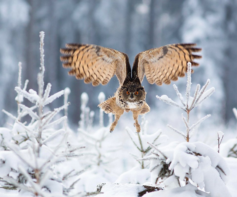 Обои сова, филин, снег, лес, зима, полет, крылья, птица, ели, owl, snow, forest, winter, flight, wings, bird, ate разрешение 2048x1366 Загрузить