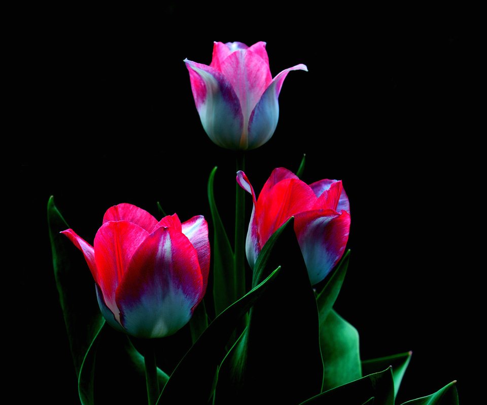 Обои цветы, бутоны, лепестки, черный фон, тюльпаны, flowers, buds, petals, black background, tulips разрешение 2048x1360 Загрузить