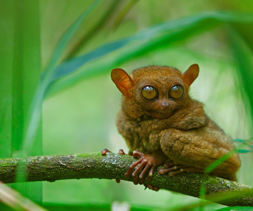 Обои глаза, ветка, мордочка, взгляд, долгопят, eyes, branch, muzzle, look, tarsier разрешение 1920x1080 Загрузить