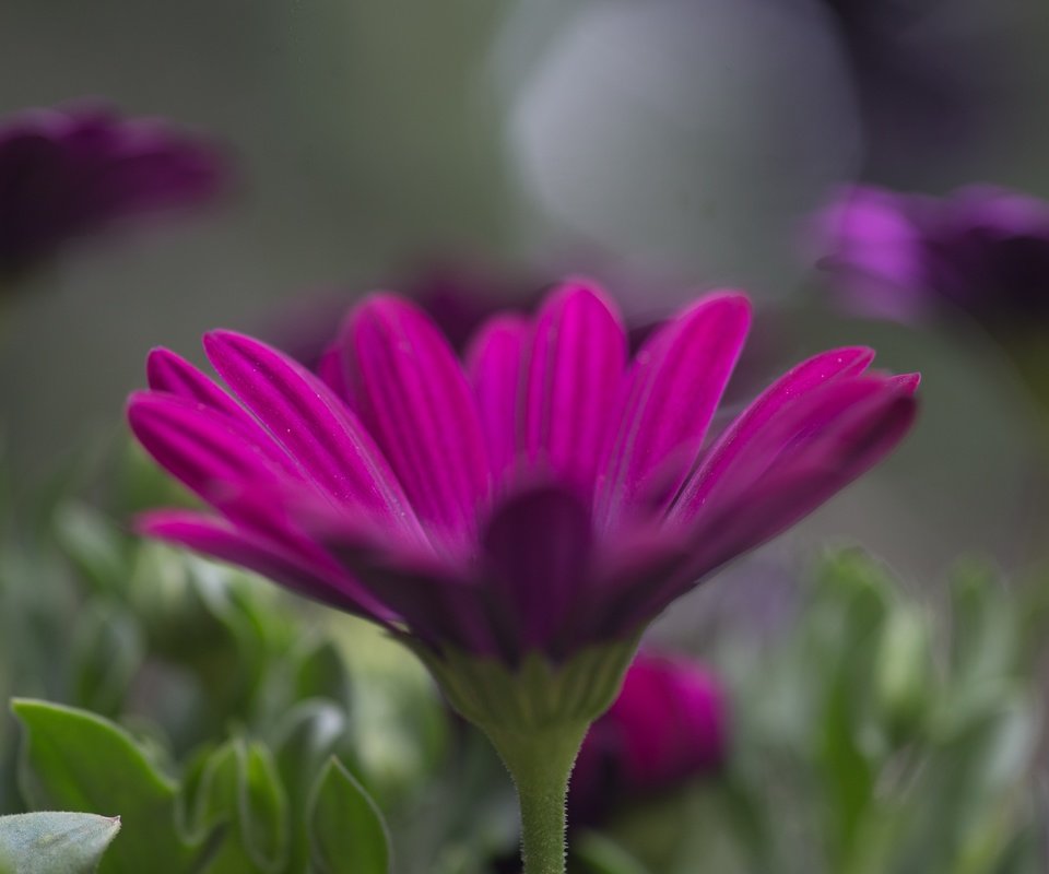 Обои цветы, лепестки, размытость, остеоспермум, flowers, petals, blur, osteospermum разрешение 5184x3456 Загрузить