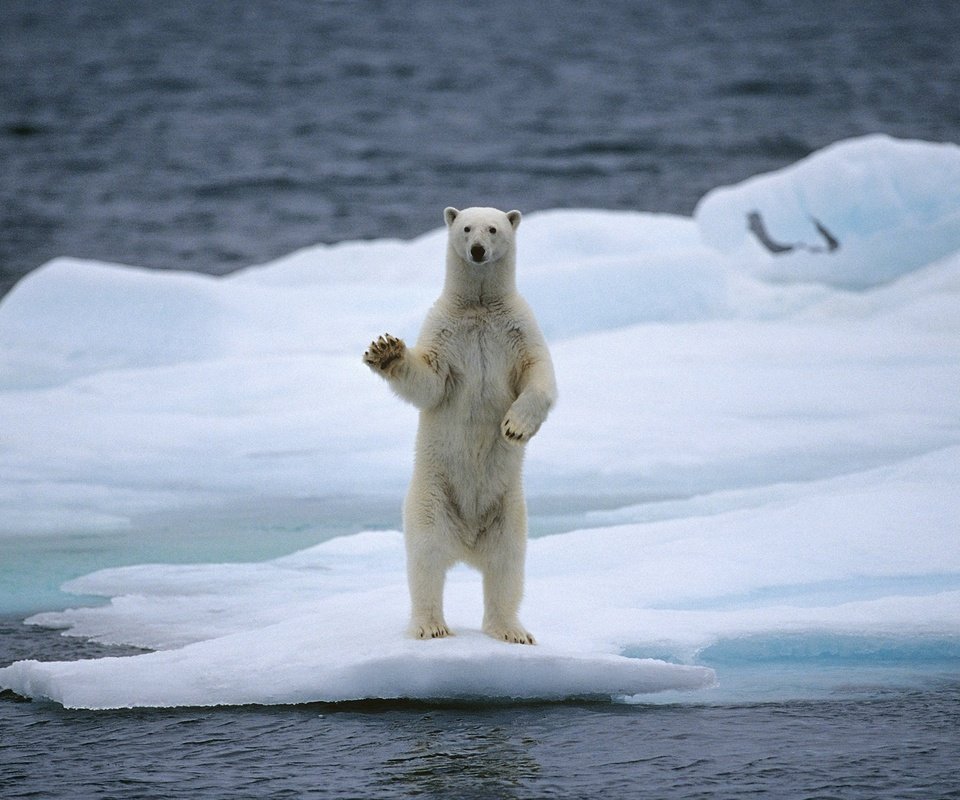 Обои вода, медведь, белый медведь, льдина, water, bear, polar bear, floe разрешение 2560x1536 Загрузить