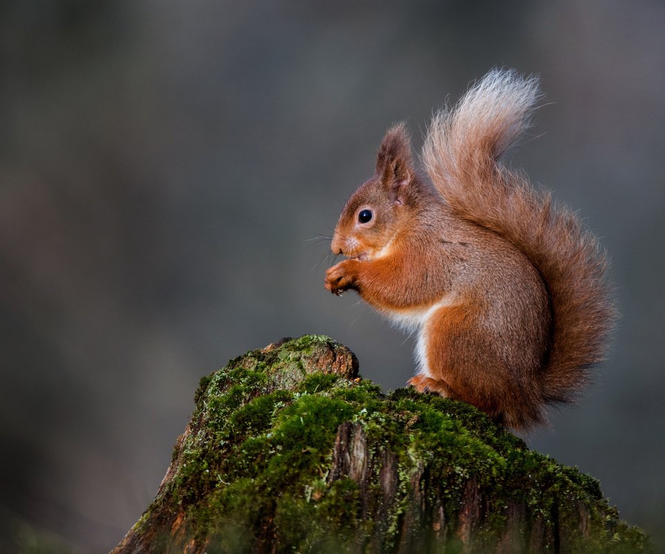 Обои природа, мох, белка, хвост, пень, белочка, nature, moss, protein, tail, stump, squirrel разрешение 2048x1367 Загрузить