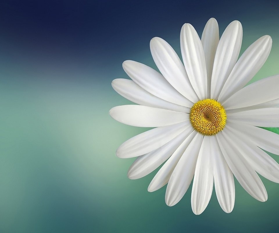 Обои макро, цветок, лепестки, стебель, белая, маргаритка, macro, flower, petals, stem, white, daisy разрешение 1920x1080 Загрузить