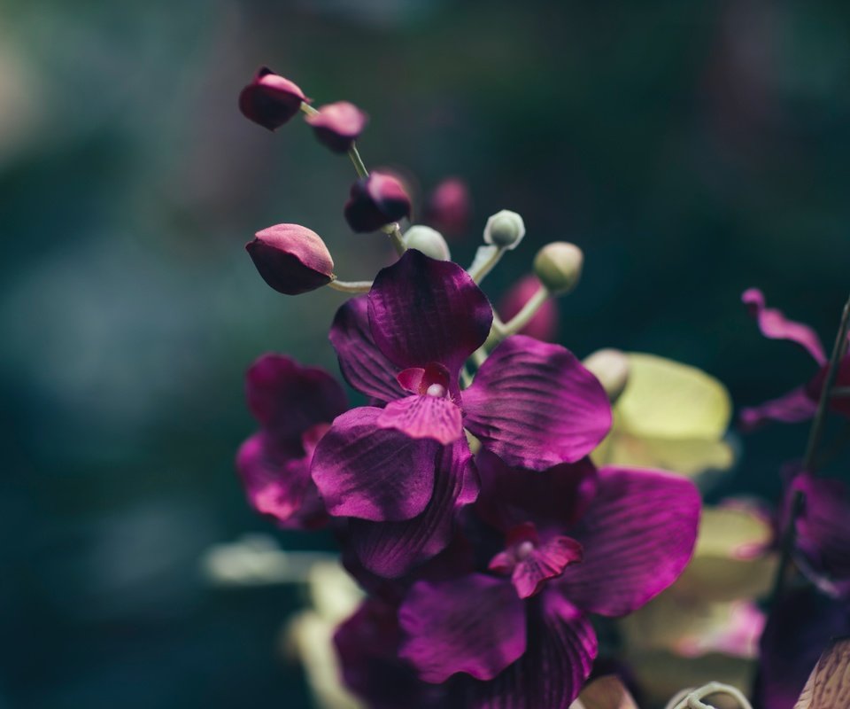 Обои макро, цветок, лепестки, фиолетовый, орхидея, macro, flower, petals, purple, orchid разрешение 5472x3420 Загрузить