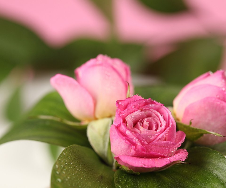 Обои розы, букет, розовые, нежность, roses, bouquet, pink, tenderness разрешение 6000x4000 Загрузить