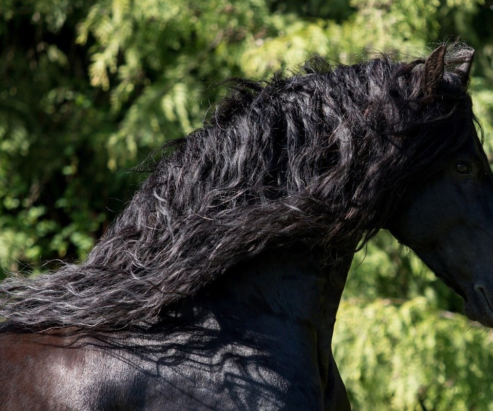 Обои лошадь, зелень, профиль, конь, грива, фриз, вороной, фризская лошадь, horse, greens, profile, mane, frieze, crow, friesian horse разрешение 2560x1320 Загрузить