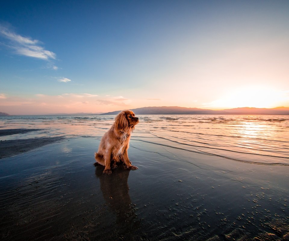 Обои закат, море, пляж, собака, сумерки, кокер-спаниель, берег., sunset, sea, beach, dog, twilight, cocker spaniel, shore. разрешение 5160x3440 Загрузить