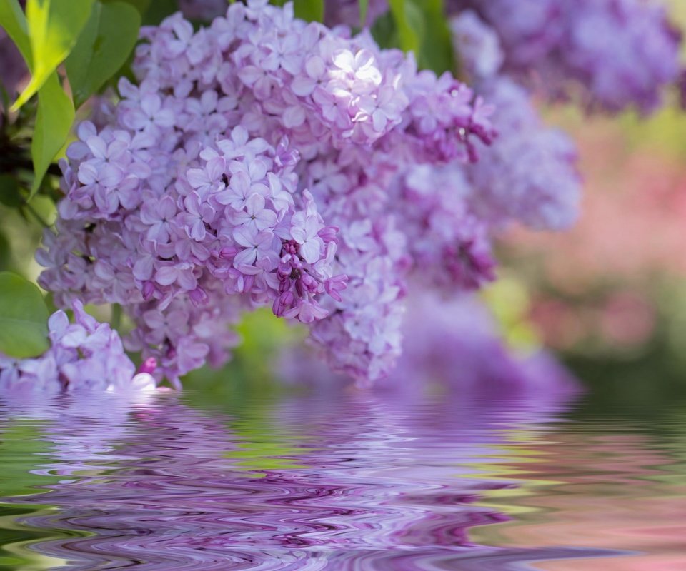 Обои цветы, цветение, весна, сирень, flowers, flowering, spring, lilac разрешение 1920x1200 Загрузить