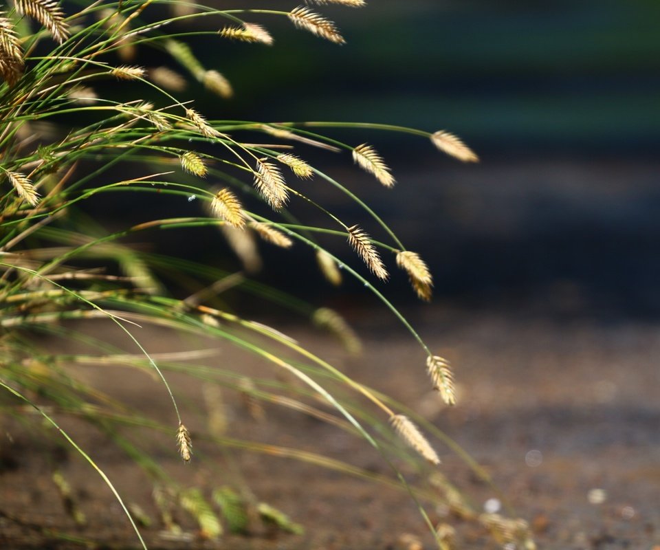Обои трава, природа, фон, колоски, травка, grass, nature, background, spikelets, weed разрешение 1920x1280 Загрузить