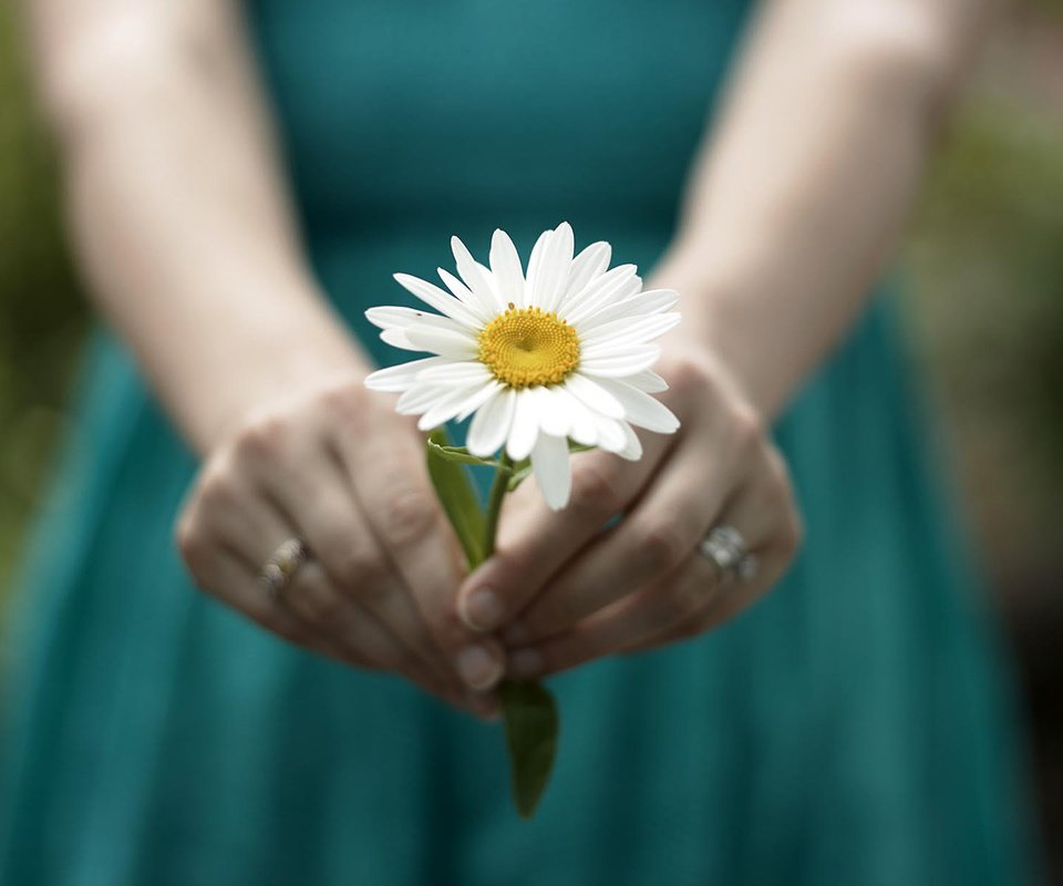 Обои девушка, настроение, цветок, ромашка, руки, кольца, girl, mood, flower, daisy, hands, ring разрешение 1920x1200 Загрузить