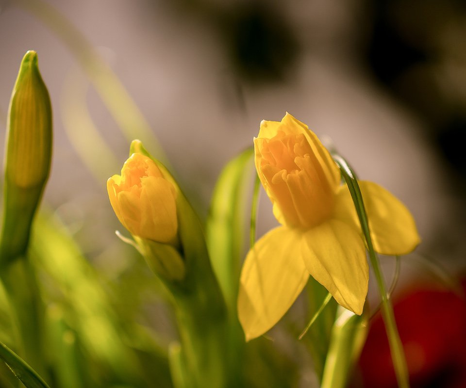 Обои цветы, бутоны, макро, весна, нарциссы, боке, flowers, buds, macro, spring, daffodils, bokeh разрешение 2048x1418 Загрузить