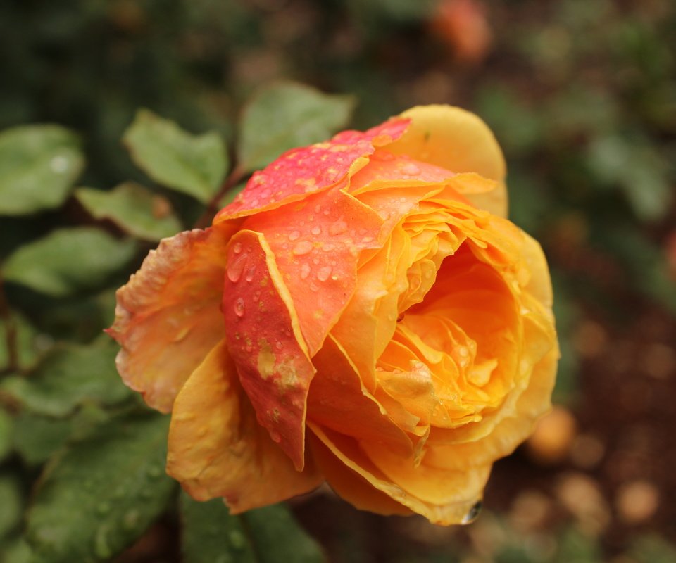 Обои цветок, роса, капли, роза, лепестки, бутон, оранжевая, flower, rosa, drops, rose, petals, bud, orange разрешение 5184x3456 Загрузить