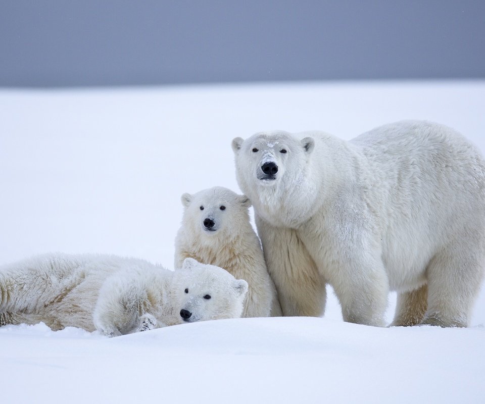 Обои снег, зима, медведи, белый медведь, аляска, северный полюс, медвежата, snow, winter, bears, polar bear, alaska, north pole разрешение 2048x1280 Загрузить