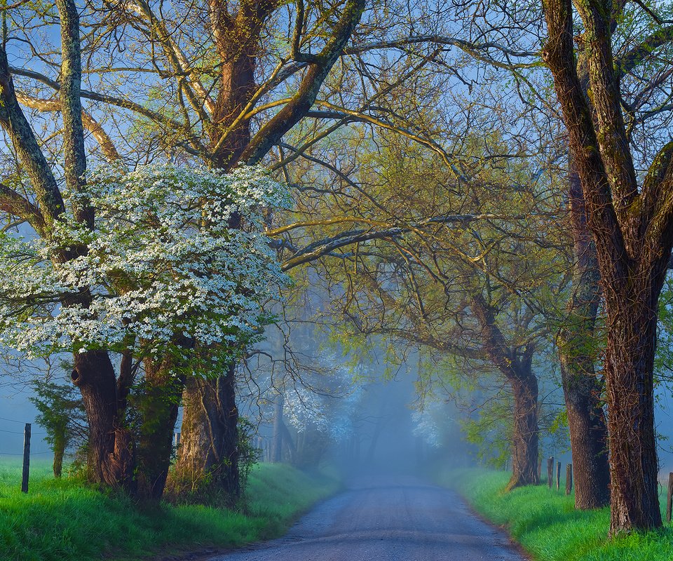 Обои дорога, деревья, природа, туман, ветки, road, trees, nature, fog, branches разрешение 2048x1365 Загрузить