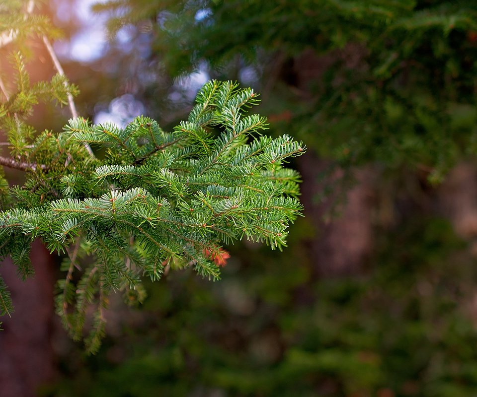 Обои ветка, дерево, хвоя, макро, ветви, ель, branch, tree, needles, macro, spruce разрешение 1920x1200 Загрузить