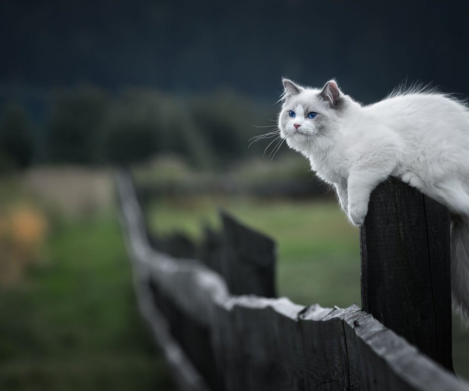 Обои кот, мордочка, усы, кошка, взгляд, забор, котенок, cat, muzzle, mustache, look, the fence, kitty разрешение 1920x1200 Загрузить