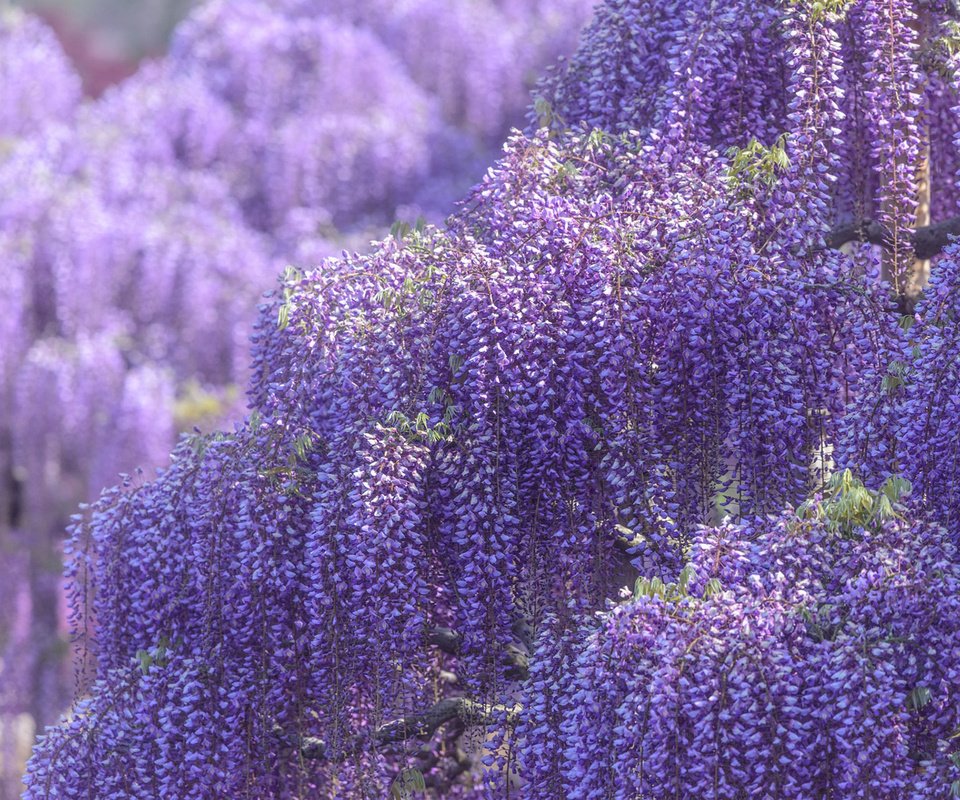 Обои цветы, цветение, весна, глициния, вистерия, flowers, flowering, spring, wisteria разрешение 1920x1200 Загрузить