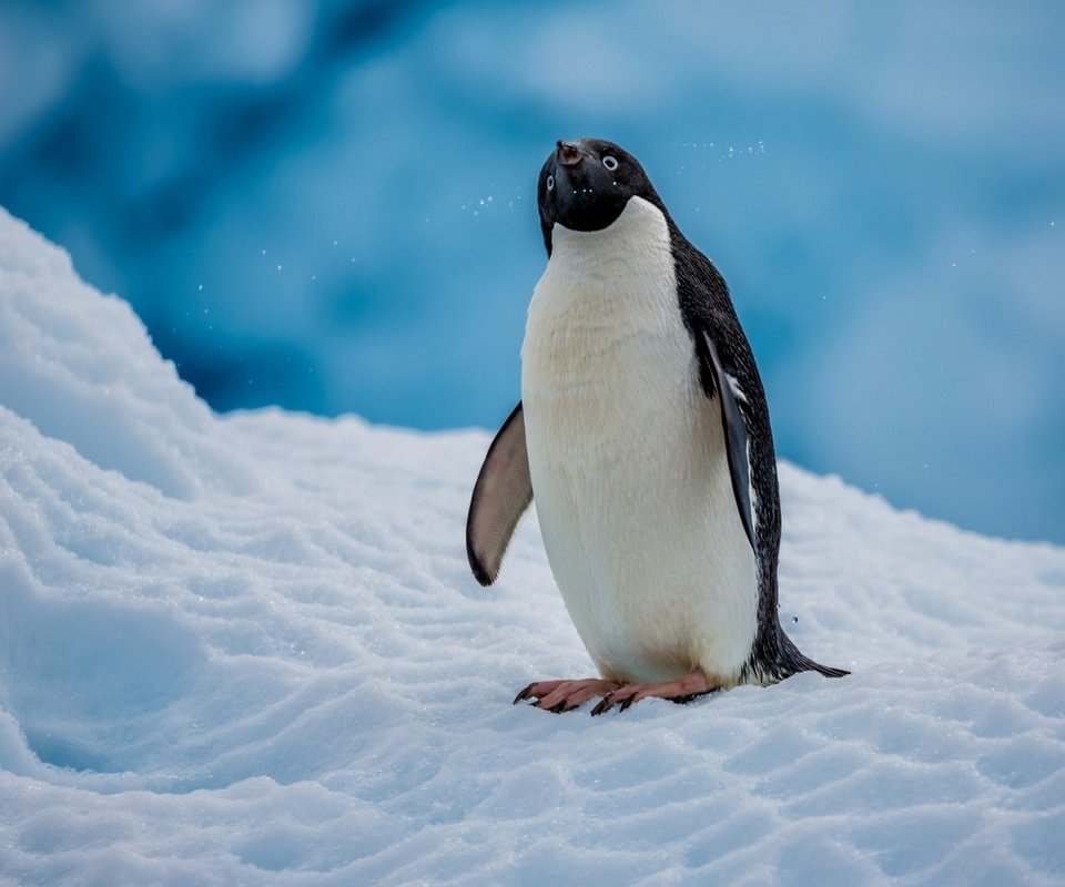 Обои снег, птица, пингвин, антарктида, пингвин адели, snow, bird, penguin, antarctica, penguin adelie разрешение 2560x1600 Загрузить