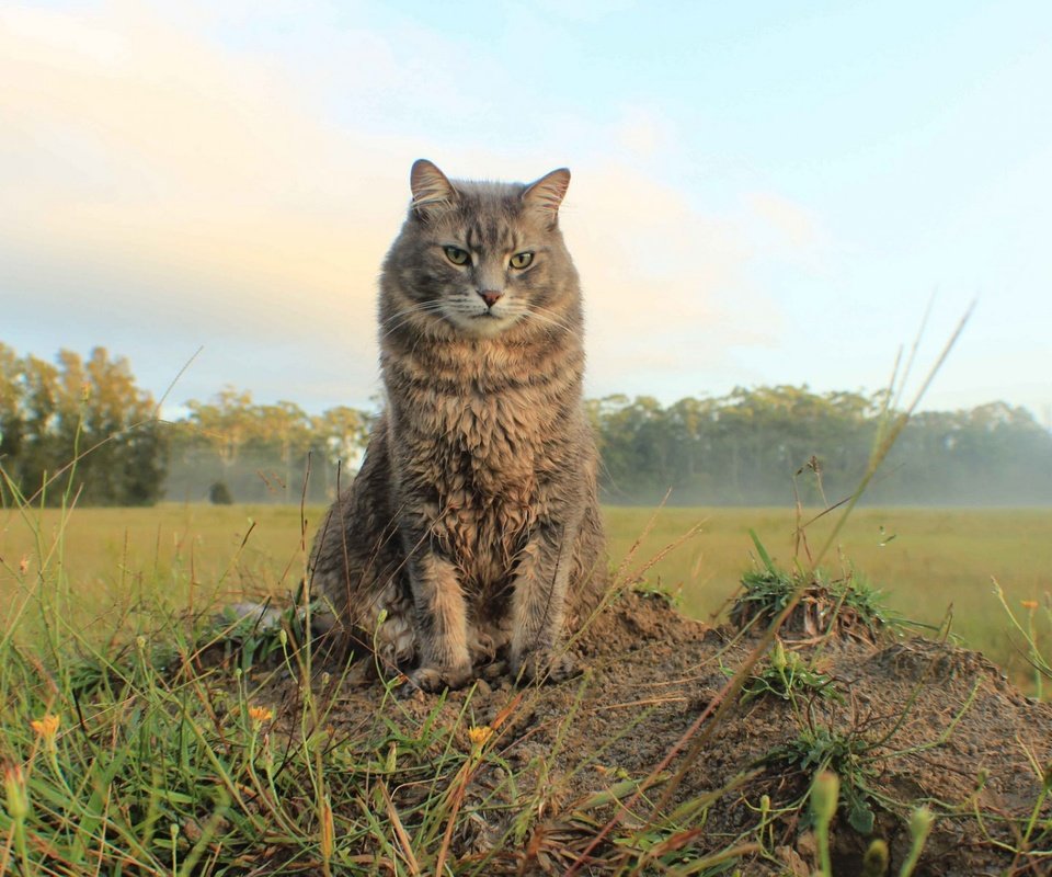 Обои природа, кот, поле, кошка, взгляд, простор, nature, cat, field, look, space разрешение 1920x1200 Загрузить