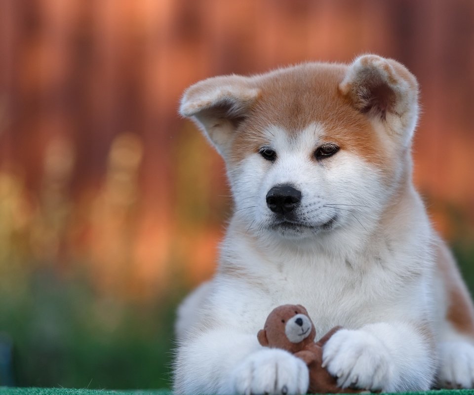 Обои собака, игрушка, щенок, акита-ину, акита, dog, toy, puppy, akita inu, akita разрешение 2880x1800 Загрузить