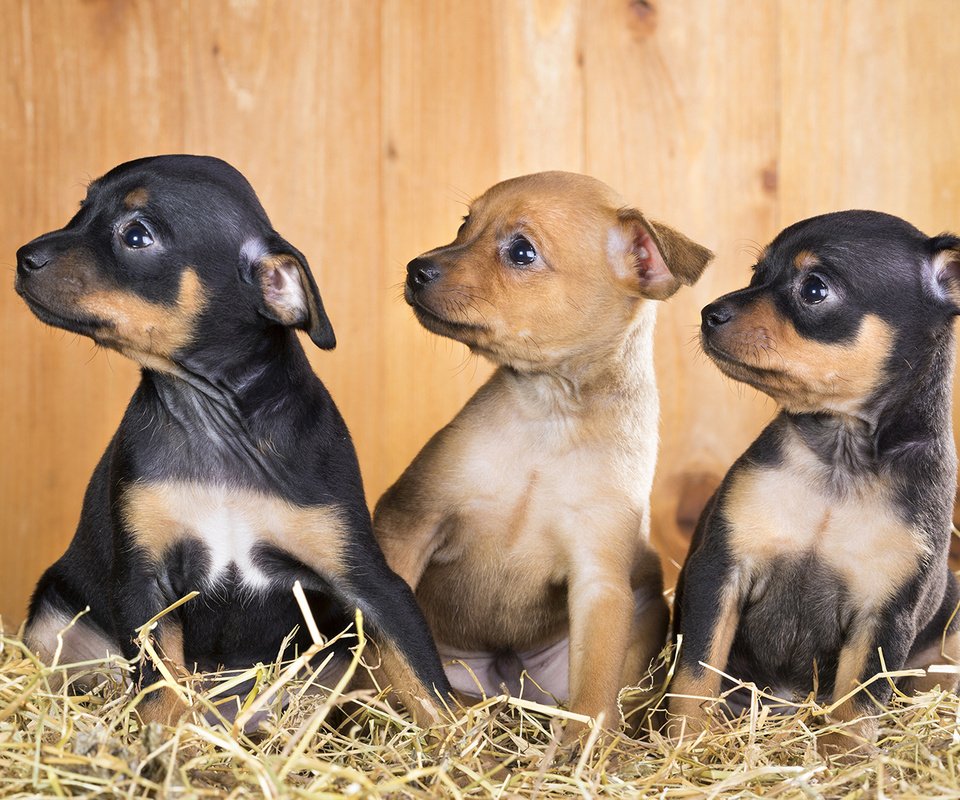 Обои щенки, собаки, чихуахуа, той-терьер, puppies, dogs, chihuahua, toy terrier разрешение 1920x1200 Загрузить