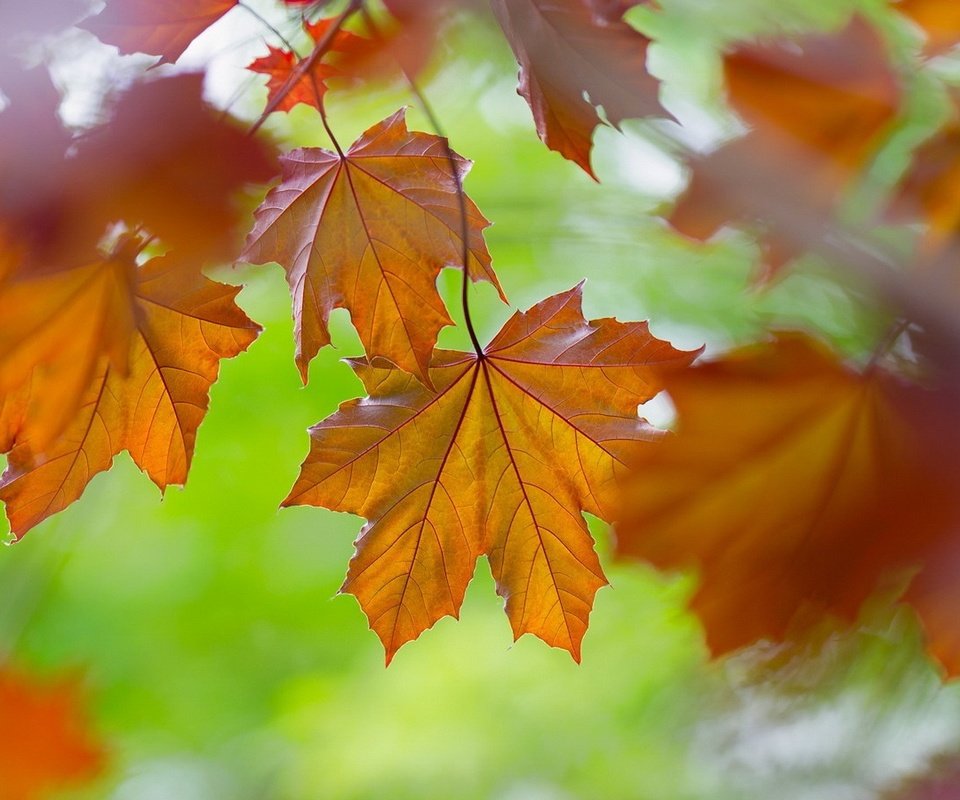 Обои листья, макро, осень, клен, leaves, macro, autumn, maple разрешение 1920x1080 Загрузить