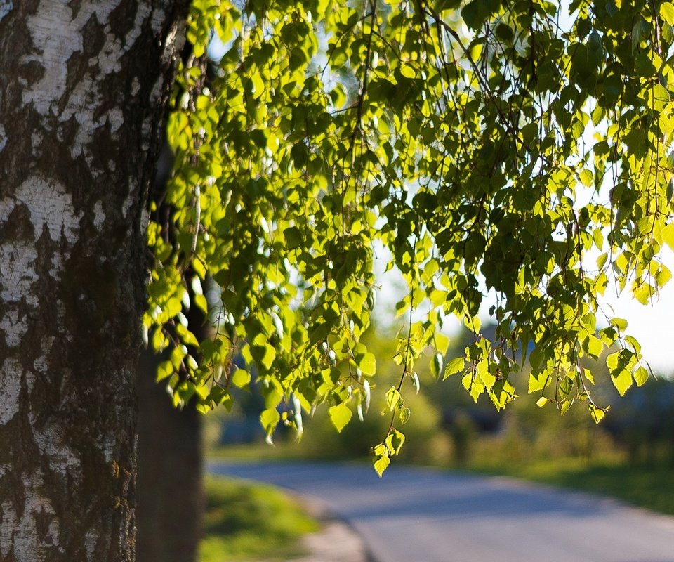 Обои дорога, дерево, листья, ветки, весна, береза, road, tree, leaves, branches, spring, birch разрешение 2880x1800 Загрузить