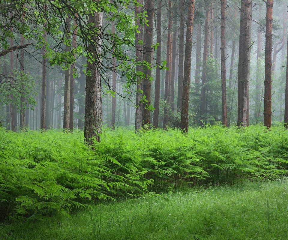 Обои трава, папоротник, деревья, природа, растения, лес, стволы, кусты, лето, grass, fern, trees, nature, plants, forest, trunks, the bushes, summer разрешение 1920x1200 Загрузить